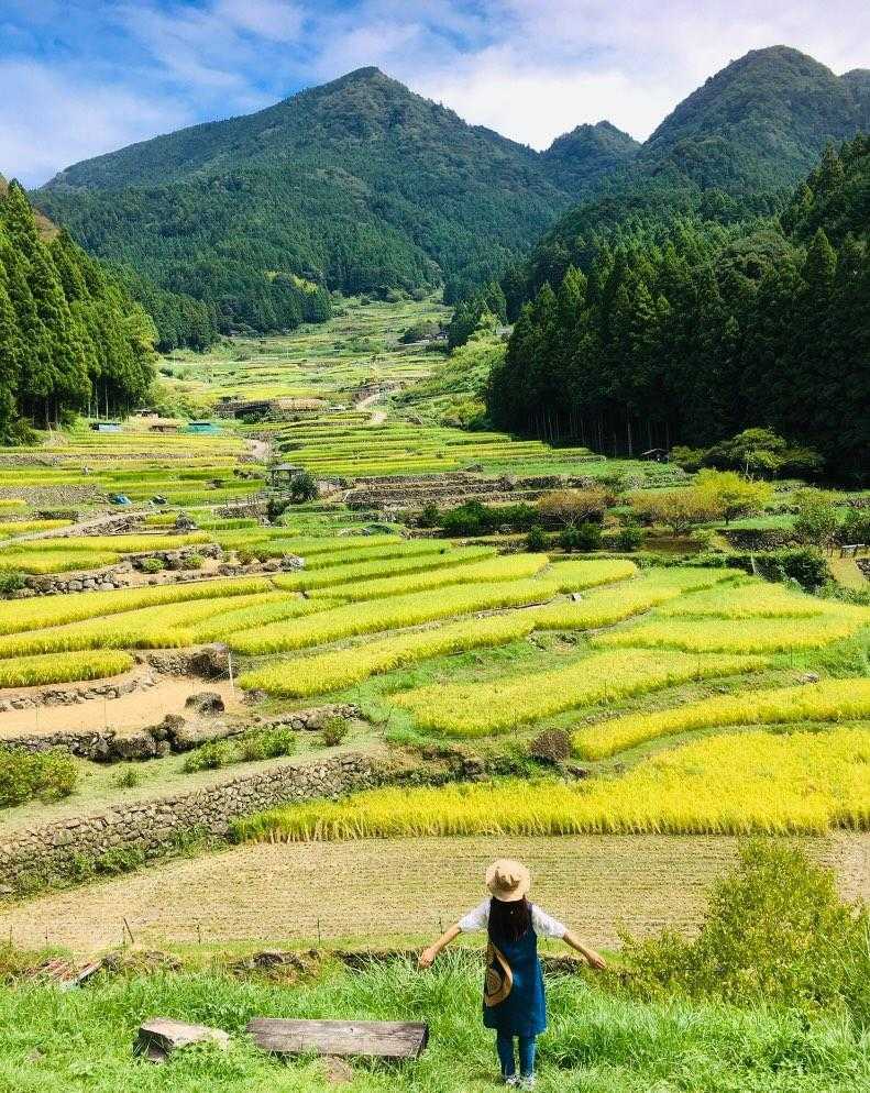 黄金色の四谷千枚田