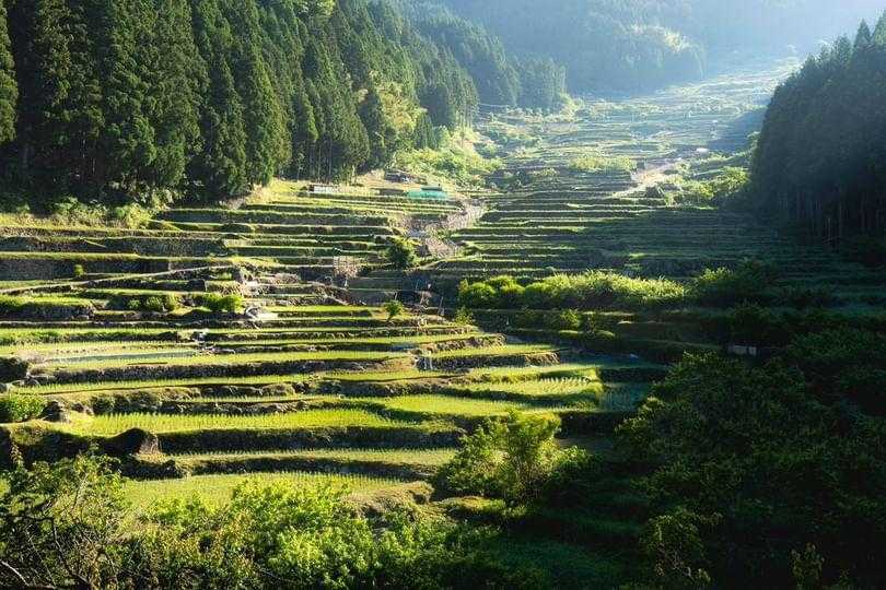四谷の千枚田